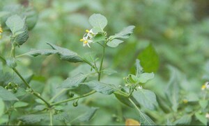 野生黑加仑黑天天野果野菜山葡萄龙葵黑甜甜东北怀旧童年水果种子