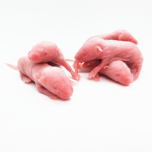活体乳鼠无菌小白鼠玉米食物猪鼻饲料守宫猫粮不包活红皮粉皮耗子