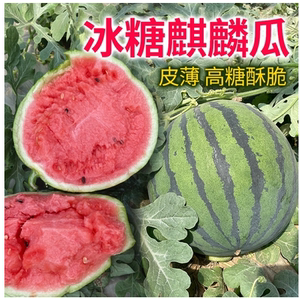 早佳8424麒麟西瓜无籽种籽四季种子盆栽易种植春季甜蔬菜甜瓜大全