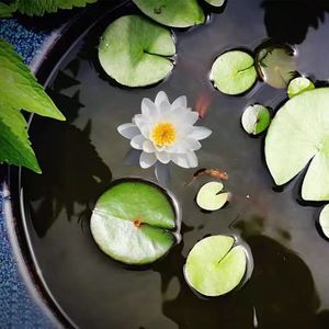 微莲水培植物碗莲花种子睡莲四季水养遇水出室内阳台鱼缸花卉种籽