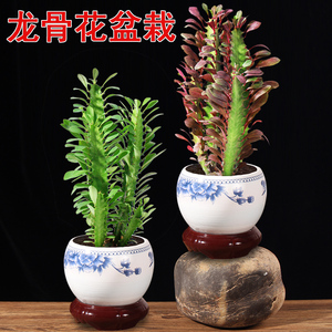 龙骨花盆栽新房室内吸甲醛植物办公室净化空气绿植桌面仙人掌盆景