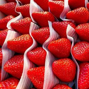 东北辽宁丹东999草莓新鲜大果东港九九久久红颜奶油大草莓