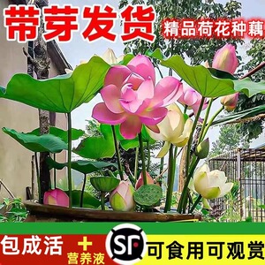 池塘大型观赏荷花苗种藕苗莲藕种苗盆栽荷花睡莲莲藕苗莲花种籽子