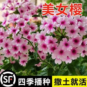 美女樱种子四季易种室内花卉种子阳台盆栽春秋庭院耐寒垂吊花种籽