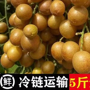 广西黄皮果新鲜冷冻鸡心黄皮黑金钢孕妇水果送1斤顺丰包邮