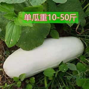 特大吊瓜种子巨型白南瓜白饺瓜庭院观光凉亭爬藤观赏食用蔬菜种籽