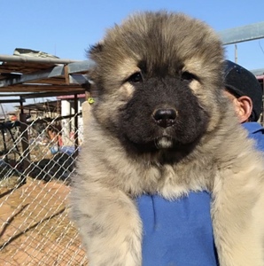 高加索犬幼犬纯种活体出售中亚牧羊犬俄罗斯高加索犬熊版巨型猛犬
