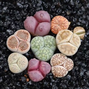 生石花多肉奔驰