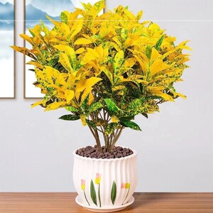 黄金藤盆栽黄金树室内室外盆栽均可养客厅植物花卉绿植除甲醛招财