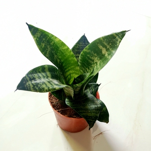 虎皮兰盆栽新品种金边哈呢黑金刚青虎黄金t虎皮兰绿色植物