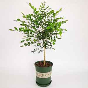 九里香独杆老桩