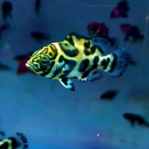 奥图鱼奥里诺科地图鱼野生鱼野图鱼观赏鱼野生鱼野生地图鱼热带鱼