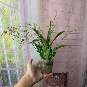 小兰花盆栽带盆