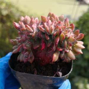 【滨海缀化】滨海缀化品牌,价格 - 阿里巴巴