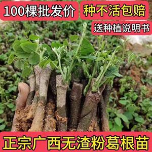 高产无渣葛根苗广西藤县和平镇葛薯苗带芽菜葛苗小叶粉葛种苗