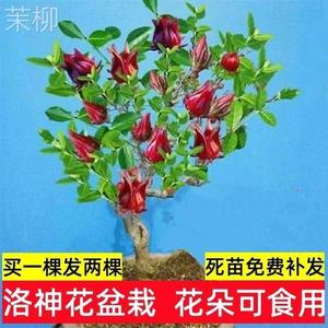 网红花洛神花泡茶泡酒养身强肾食用盆栽新品客厅阳台红桃k树苗