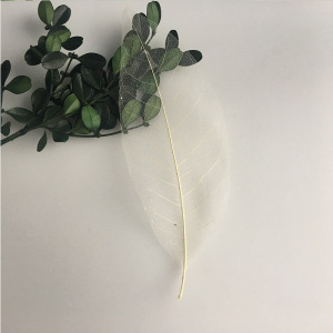 叶脉书签diy材料古风玉兰自制压花标本植物古典中国风天然树叶创