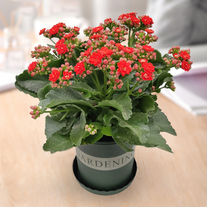 灯笼长寿花盆栽