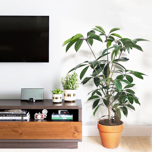 招财树老桩日本大叶伞绿植客w厅植物大型北欧室内花卉盆栽耐阴好