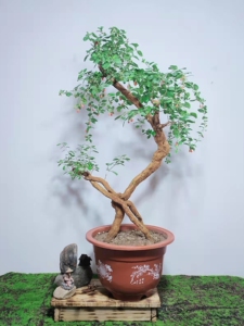 老桩枸杞盆景盆栽大型老桩造型高提根室内客厅阳台办公室净化空气