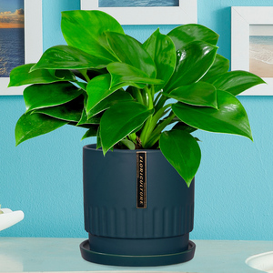 北京同城绿公主吸毒王盆栽净化空气吸甲醛绿植室内桌面植物盆景