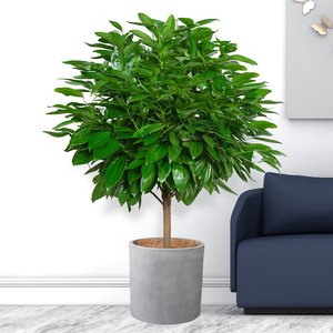 北京同城平安树盆栽元宝树室内大型植物净化空气除甲醛乔迁送绿植