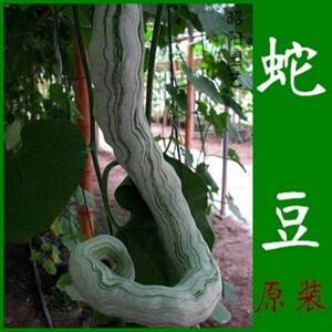 蛇瓜蛇豆种子蔬菜籽春夏秋四季播抗病蛇豆观赏食用蛇豆角种子