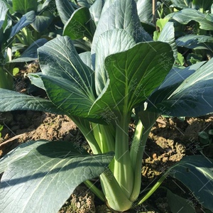 油冬儿种子杭州油冬菜 小青菜籽 秋播蔬菜籽 阳台种菜 家庭盆栽