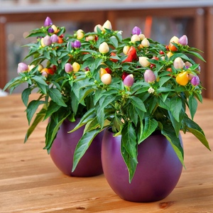 【植物盆栽彩椒】植物盆栽彩椒品牌,价格 - 阿里巴巴