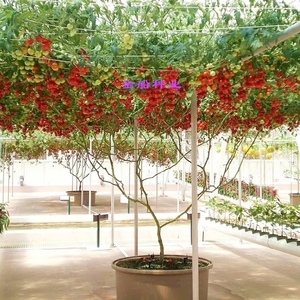 树状番茄种子攀援西红柿种子番茄树种子天然绿色无公害专业种植