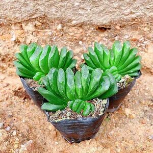 广重玉扇-淘宝拼多多热销广重玉扇货源拿货 - 阿里巴巴货源