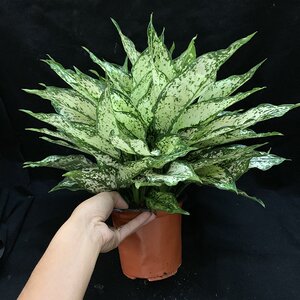 i绿翡翠花叶万年青盆栽室内耐阴四射常绿防o辐季大盆观吸绿植叶甲