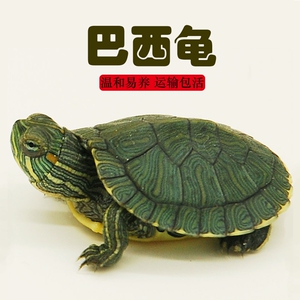 巴西龟小型水龟外塘龟宠物活体红耳观赏乌龟龟苗好养半水龟活物