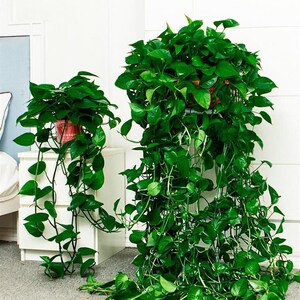 吊篮花卉植物大