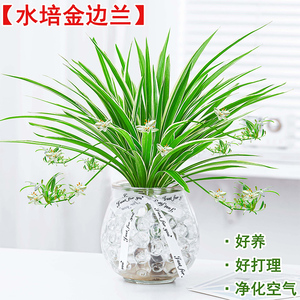 金边吊兰水培植物盆栽 室内绿植花卉好养植物四季客厅吸甲醛花草