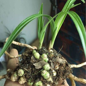 兰花之源 限量版大龙蛋 稀罕物 春兰蕙兰大窝r龙根苗 阳台花卉
