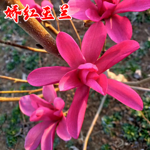 【玉兰花树娇红一号】玉兰花树娇红一号品牌,价格 - 阿里巴巴