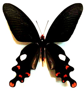 00蝴蝶天使2000淘宝彩裙麝凤蝶成对