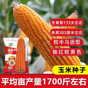 602人付款淘宝国审高产大棒玉米种子两个杆粮饲料玉米种子矮杆白轴包