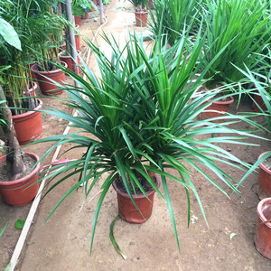 包邮黑珍珠龙须树龙铁树单头龙血树盆栽大型绿植绿植盆景净化空气