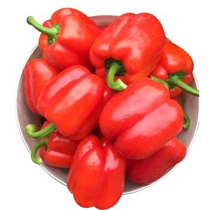 寿光大果甜椒秧苗种籽辣椒苗高产红黄绿方椒圆椒四季盆栽蔬菜种苗