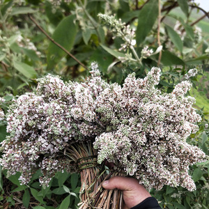 贵州广西特产密蒙花染饭花糯米花植物染料花米饭黄饭花