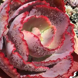 浩纳百货店淘宝蓝色妖姬又叫法国皇后q老桩多肉植物包菜三仙之一脱