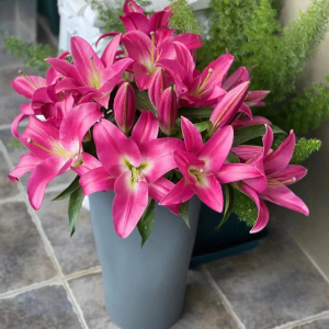 竞争百合花稀有品种生日家用客厅供佛办公室插花瓶江浙沪皖顺丰达