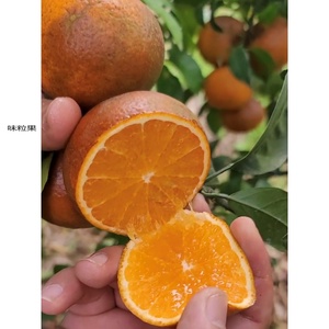 乌柑黑皮沃柑新鲜水果柑橘橙子广西武鸣大果丑柑橘脏脏柑橘10/5斤