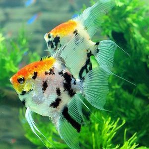 熊猫三色神仙鱼场自繁殖小型淡水七彩红头燕鱼好易养耐活鱼食鱼缸