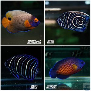 热卖蓝面神仙 马代蓝圈帝 蓝闪电 蓝纹神仙 海水鱼 活体鱼 观赏鱼