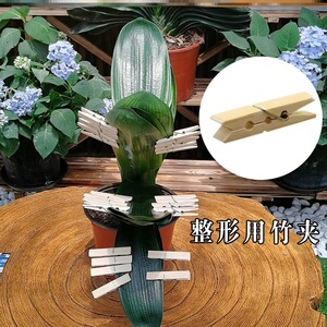 君子兰矫正器叶片子纠正线遮光锡纸整形器歪斜修正定型夹子工具