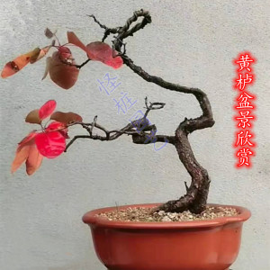 精品黄栌老桩疙瘩桩扁桩红叶盆景怪桩熟热卖香山红u叶树桩冬季耐