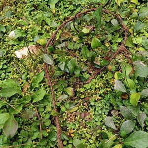 贵州野生地瓜藤地枇杷地板藤根草药活血通络降压中草药纯天然绿化